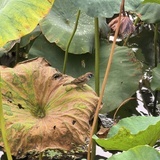 穆明