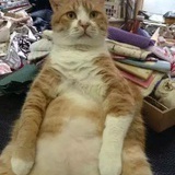 梵