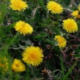 小花花