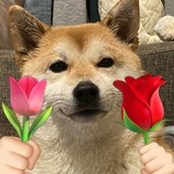 坏momo