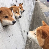 闭家锁