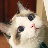 ✧(๑•̀ㅁ•́ฅ