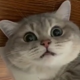 沐子虞