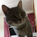 毛毛猫