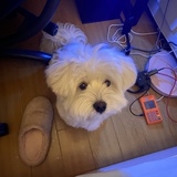 春卷儿