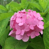 菠萝呀凤梨
