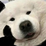 狮子