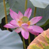 小木子