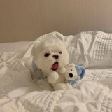 小门吉