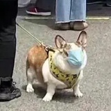 胡小会