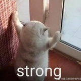 快乐飞翔的猛士