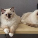 深圳布偶猫猫控
