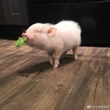 牧琪
