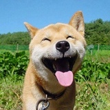 水稻是不是大米