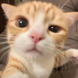 敖一碗蜂蜜糖浆