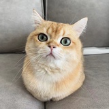 多芒小丸子