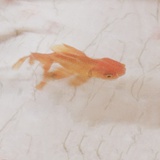 山丁君