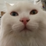 pipi