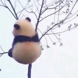 阿只