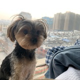 小洋★葱