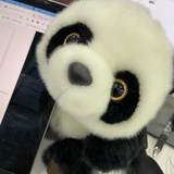 李小白