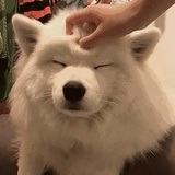 芝士就是力量