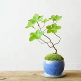 荼蘼