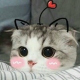 小白龙