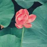 无忧微尘