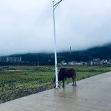 小胡同狗.