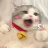 鱼翔浅底