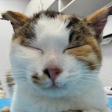 苏叉叉