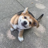 九伊