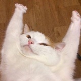 偷喝可乐的猫咪