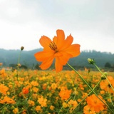 ShangLa