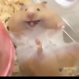Bb