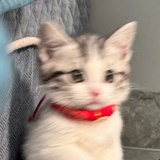 guhbvfft