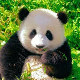 否否肉脯