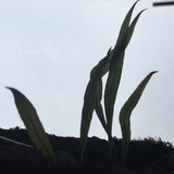 绝对四维生物