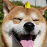 西米露
