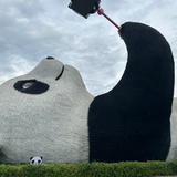 兔子爱吃肉