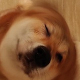 广書戈兀
