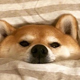 晒太阳马戏团