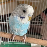 夏花