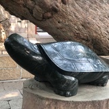 葳蕤
