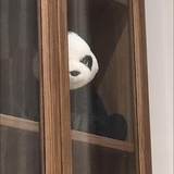 Panda晨1015