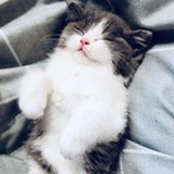 熊猫百香果