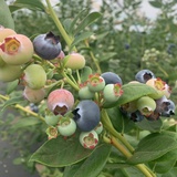 Berry