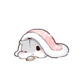 一朵灰兔子🎈