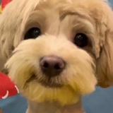 立体小狗